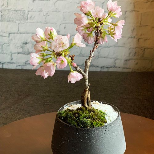 ミニ盆栽