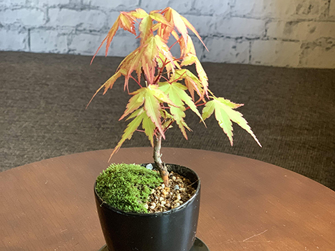 Mini Bonsai Life 紅葉する樹木でミニ盆栽体験ワークショップ 太陽のマルシェ